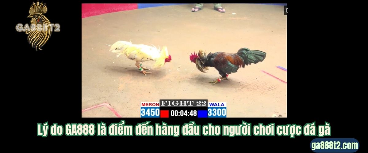 Lý do GA888 là điểm đến hàng đầu cho người chơi cược đá gà