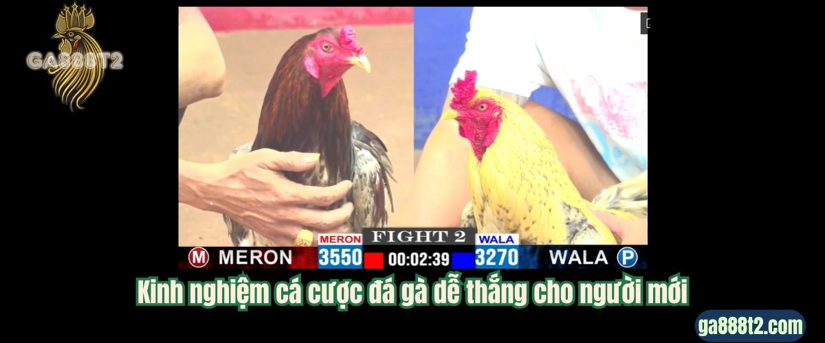 Kinh nghiệm cá cược đá gà dễ thắng cho người mới